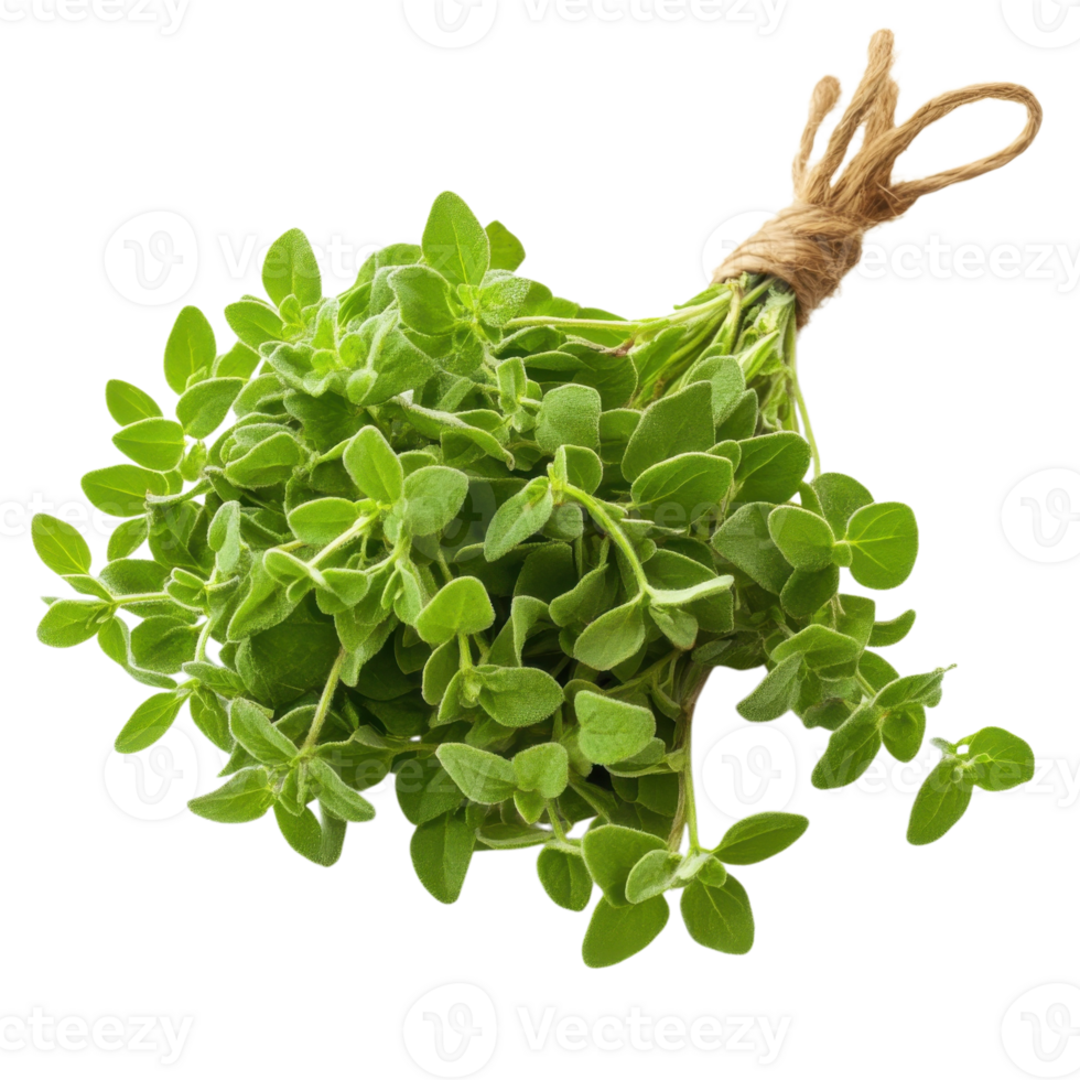 Culinary Marjoram Fresh Herbs on transparent background. png