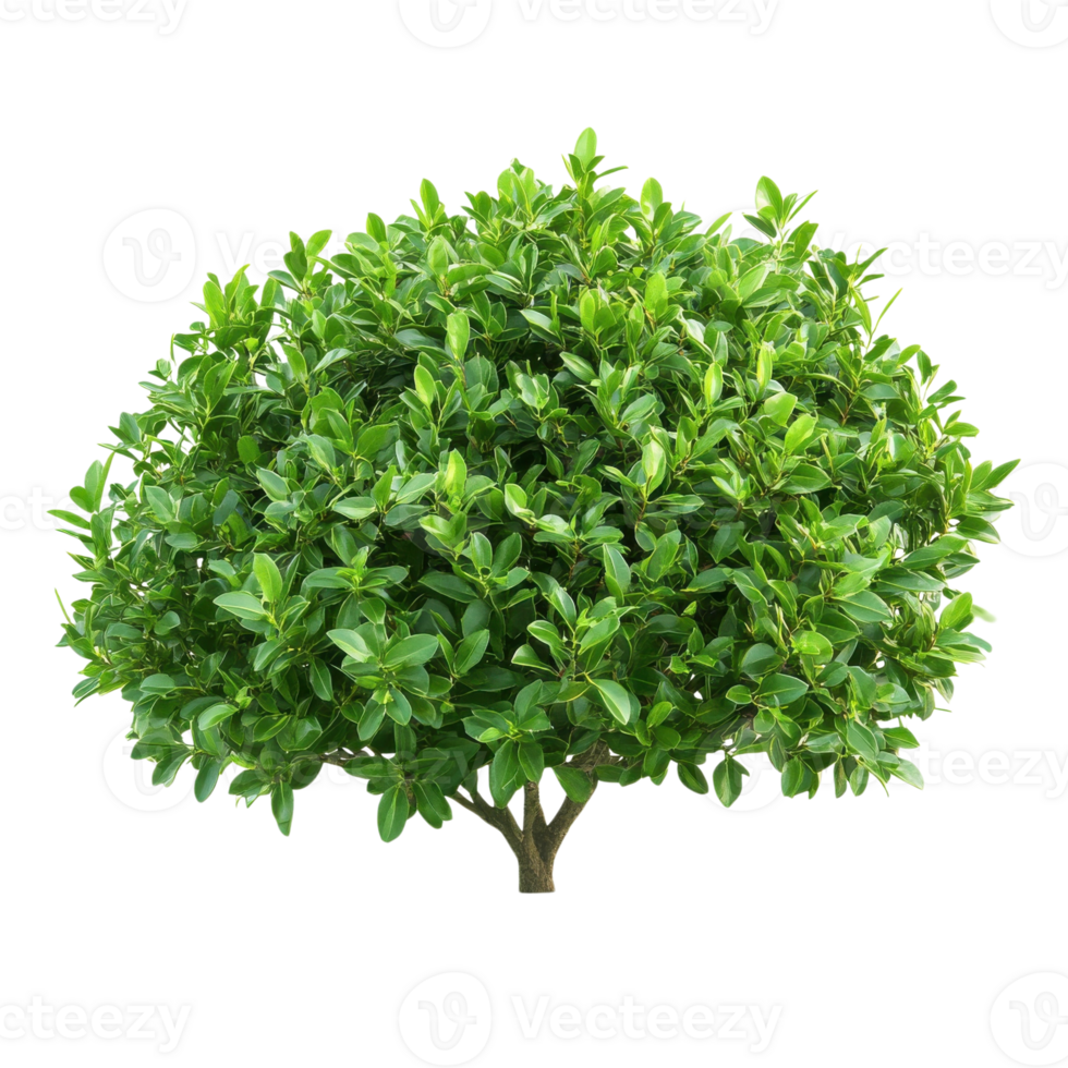 Bush Nature White Background Image on transparent background. png