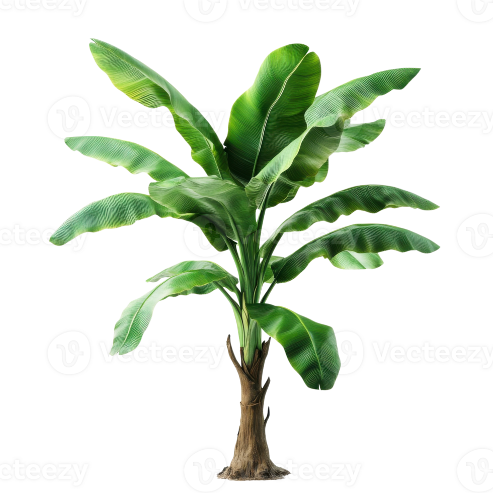 Vibrant Green Banana Tree in Bloom on transparent background. png