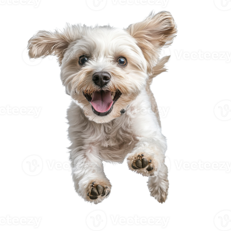 Joyful Dog Running in Park on transparent background. png
