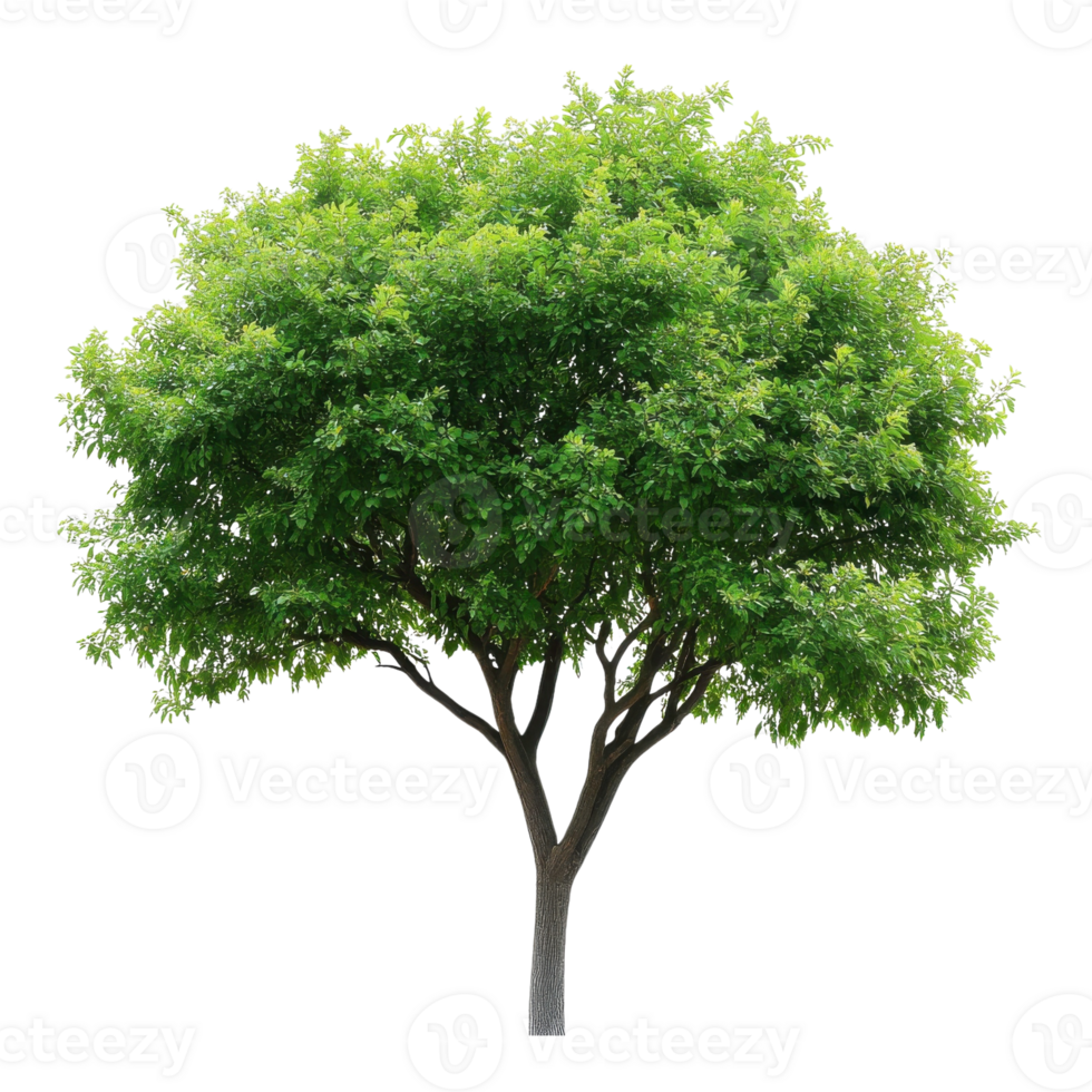 Green Tree Nature White Background on transparent background. png