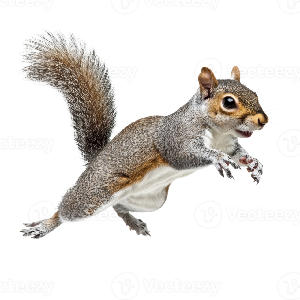 Squirrel in Playful Jump Action on transparent background. png