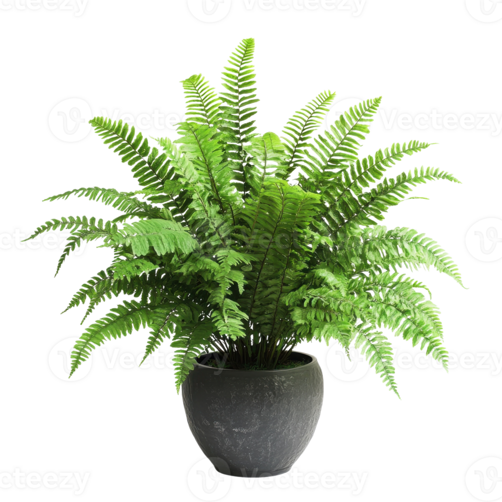 Potted Fern Indoor Greenery on transparent background. png