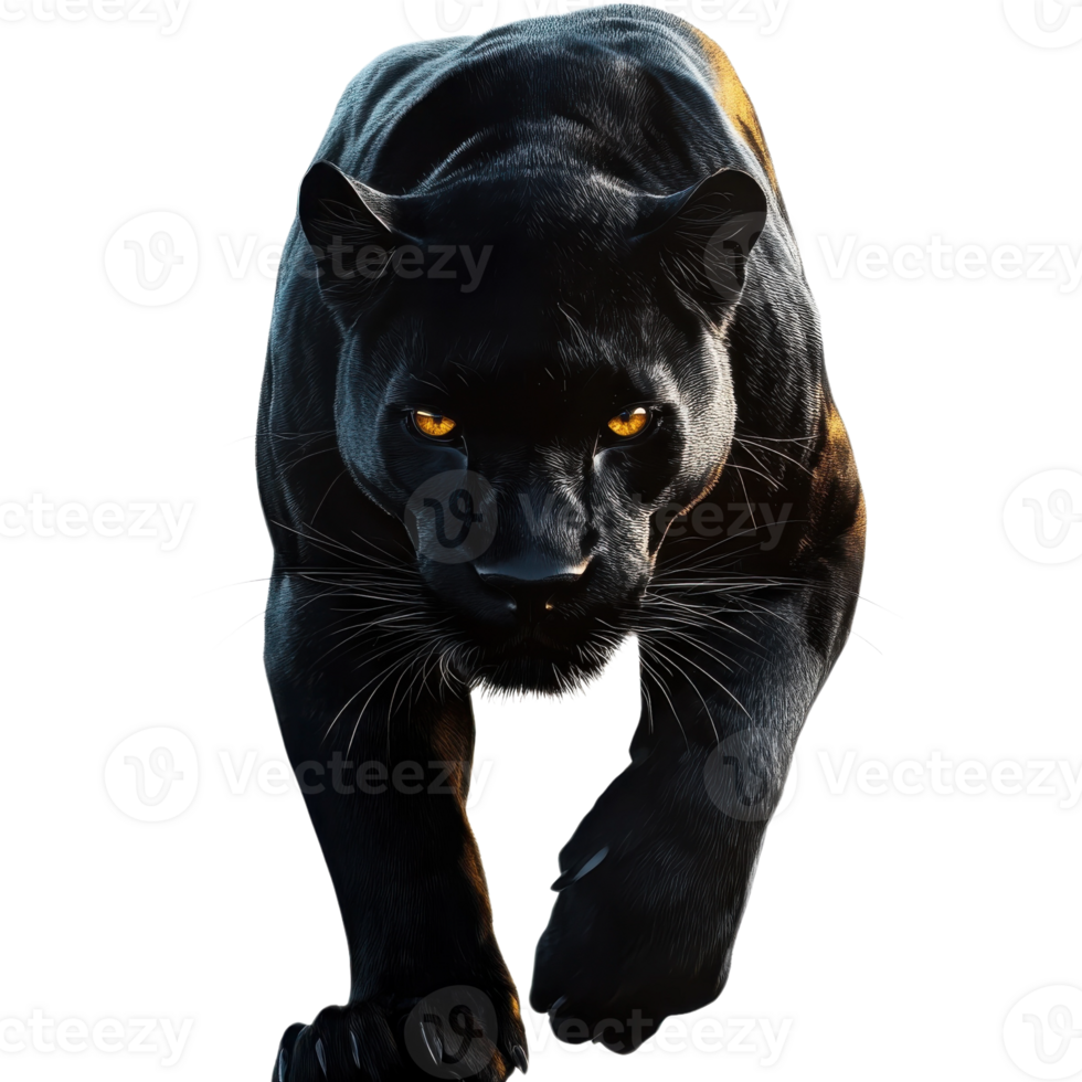 Sleek Panther Prowling in Darkness on transparent background. png