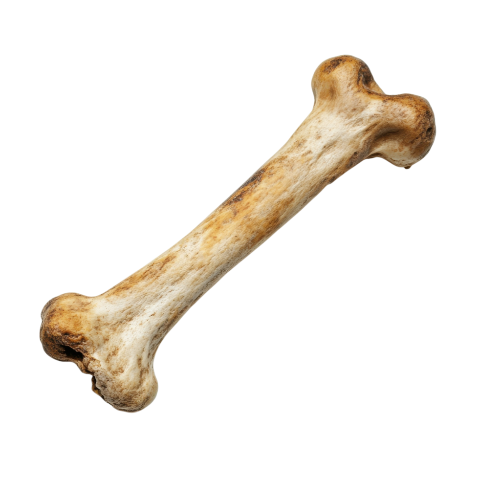 Playful Dog Bone on White on transparent background. png