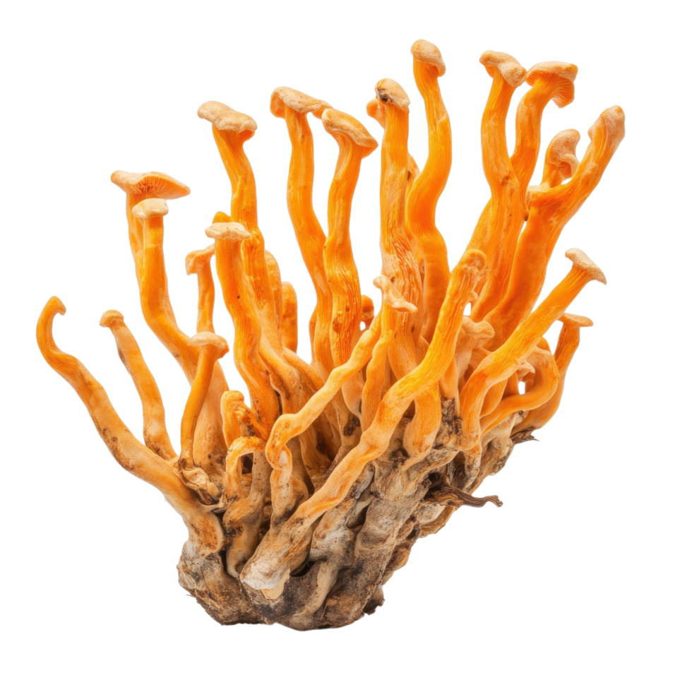 Fresh Cordyceps Mushroom Close Up on transparent background. png