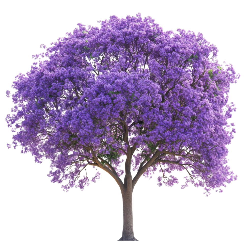 Stunning Purple Jacaranda Blossoms on transparent background. png