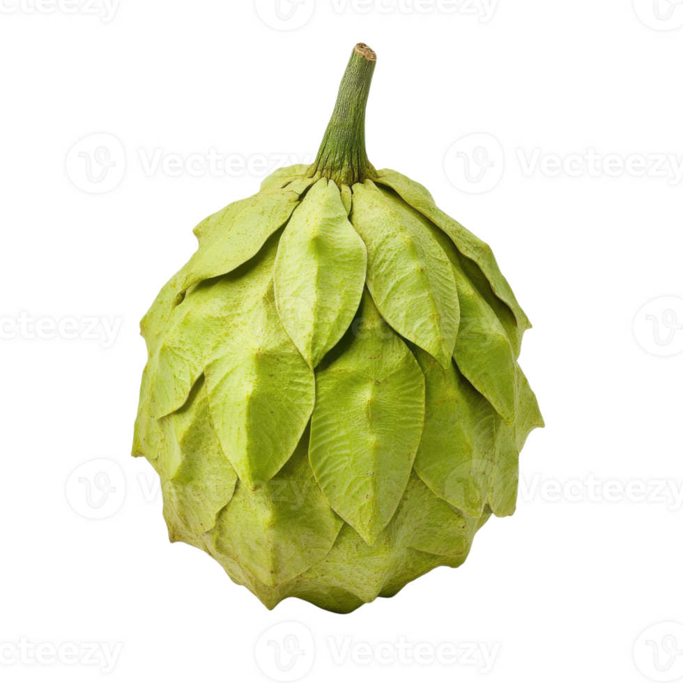 Fresh Durian Fruit on White on transparent background. png