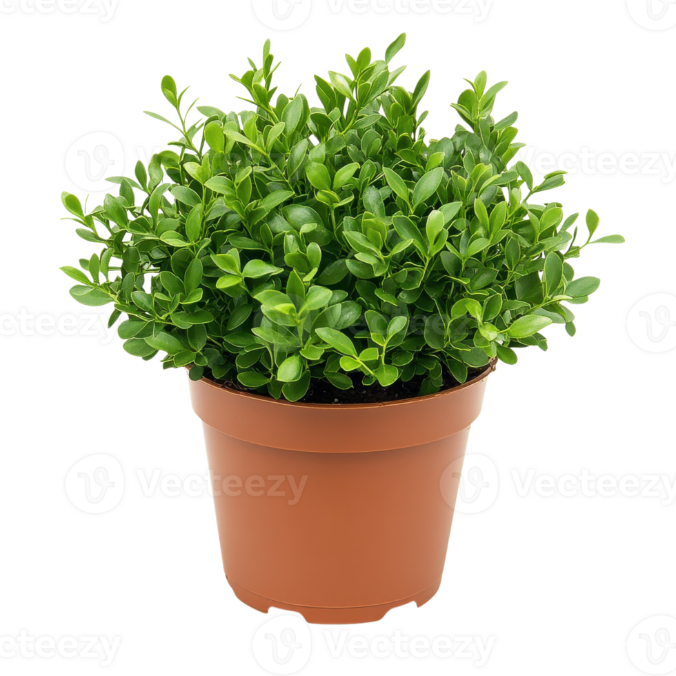 Green Plant in Brown Plastic Pot on transparent background. png