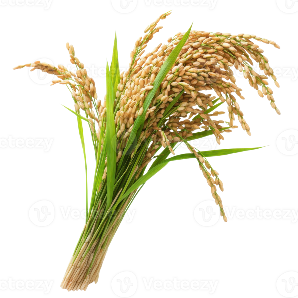 Rice Plant Agriculture Beauty on transparent background. png