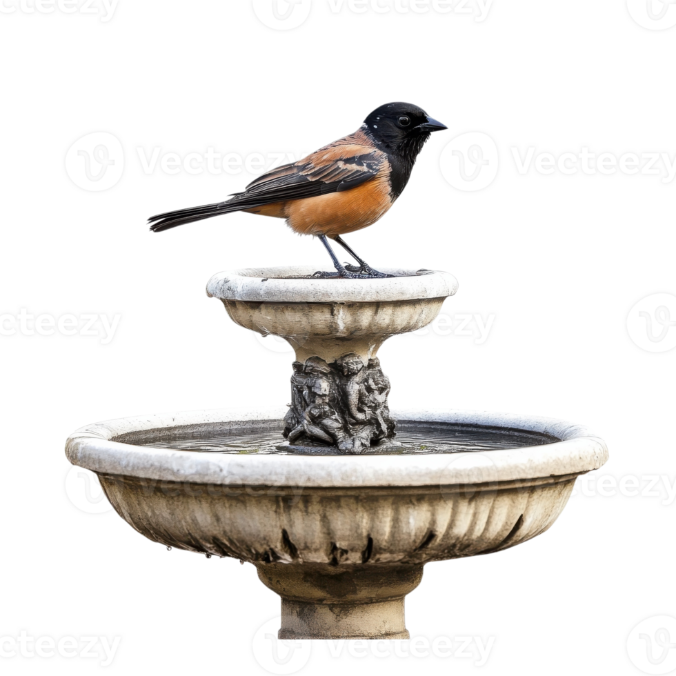 Stunning Bird on Peaceful Branch on transparent background. png