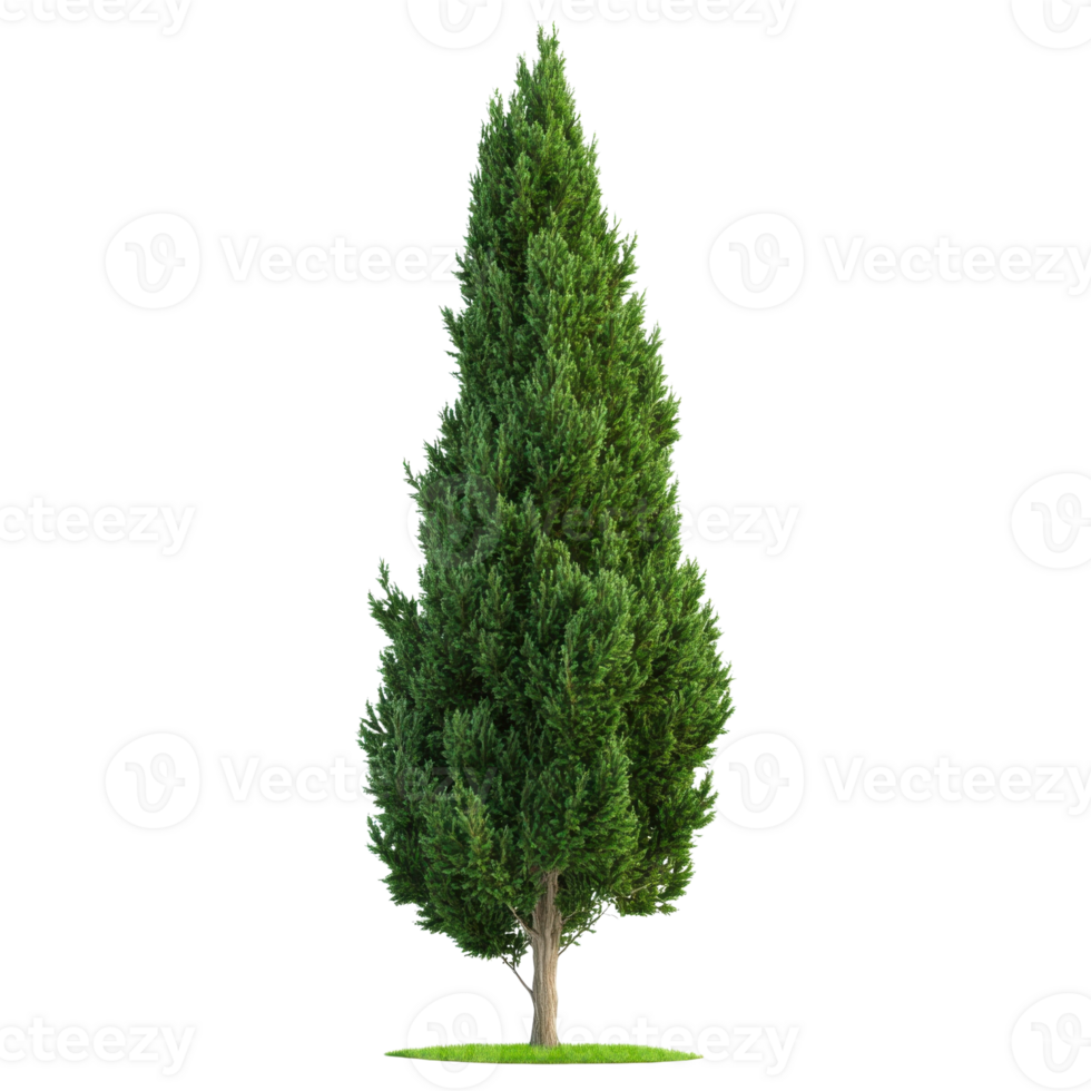 Cypress Tree Nature White Background on transparent background. png