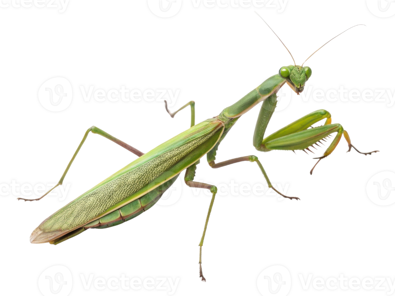 detailed image of green mantis showcasing its unique features and vibrant color, evoking sense of curiosity and fascination png