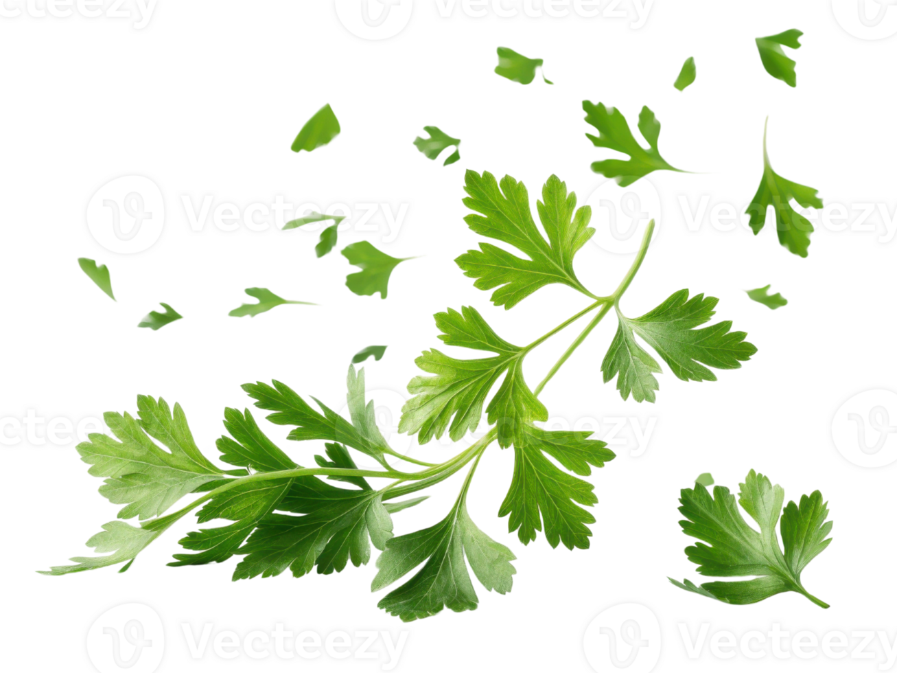 Fresh green parsley leaves floating gracefully in air, showcasing their vibrant color and delicate texture, perfect for culinary use png