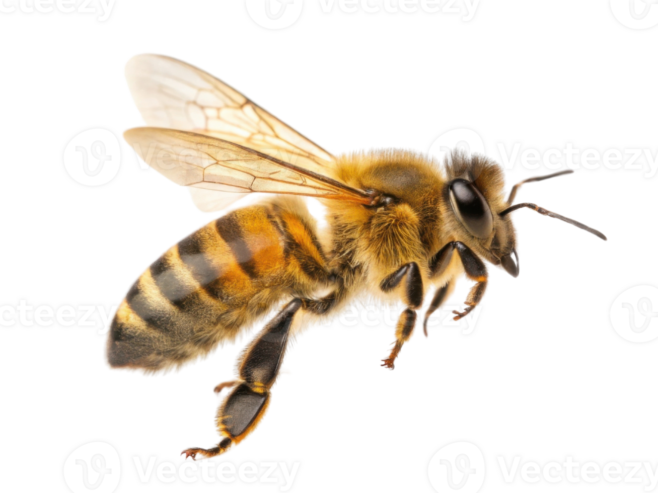 close up of honey bee with detailed features, showcasing its wings and striped body, symbolizing nature beauty and pollination png