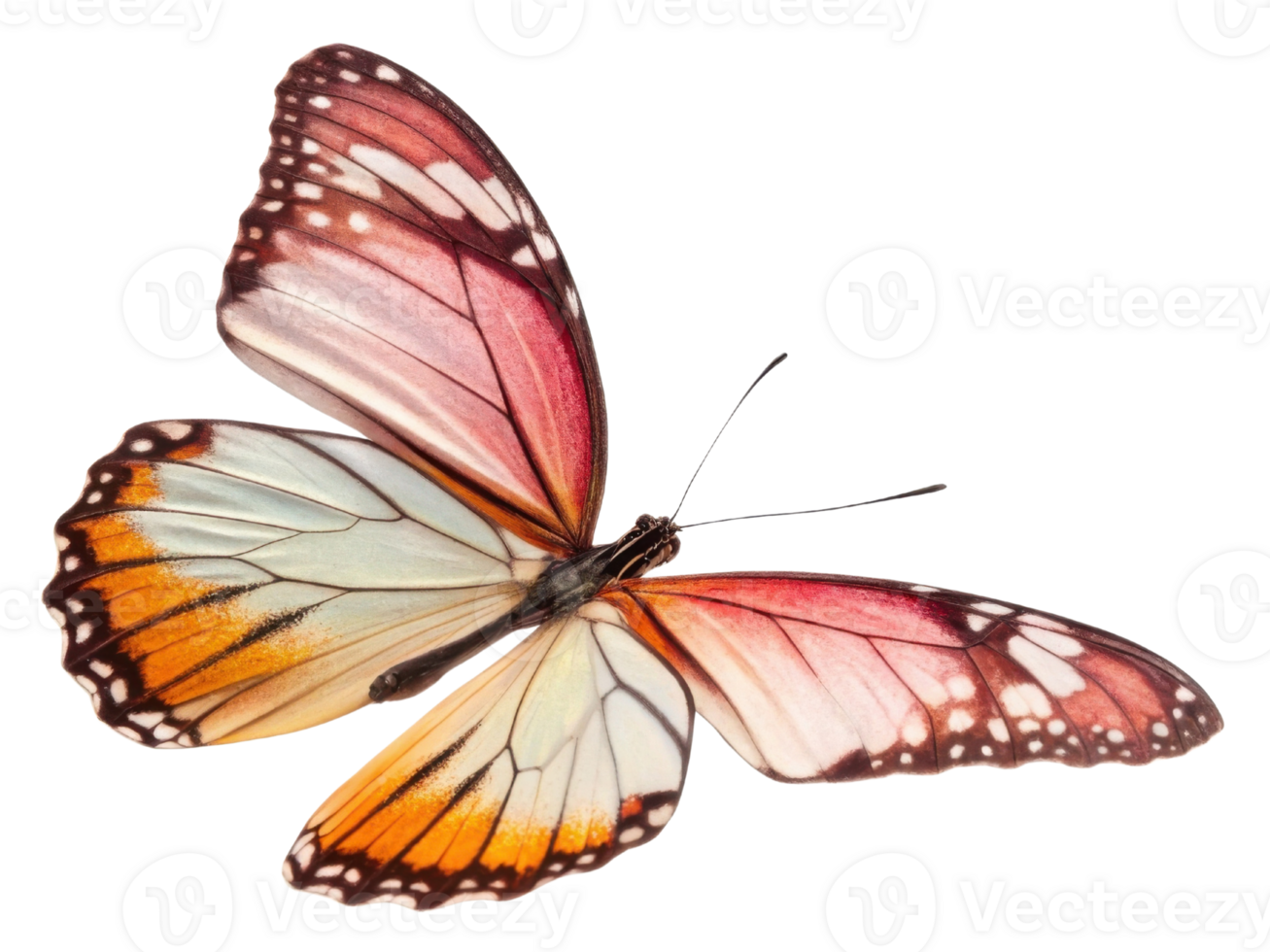 vibrant butterfly with intricate patterns and colors, showcasing shades of orange, pink, and white, resting gracefully png