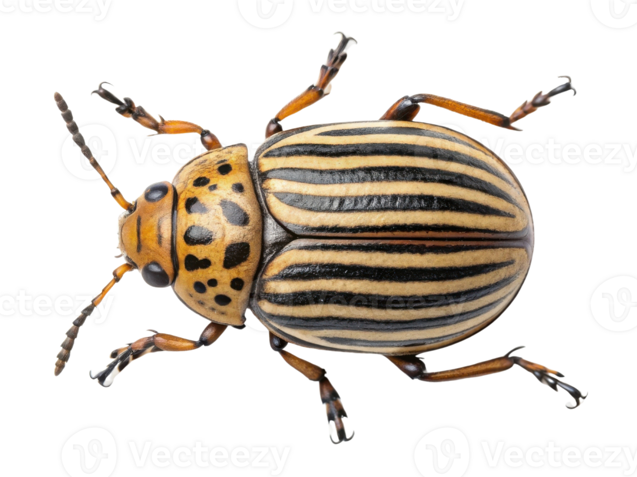 image features striped beetle with distinctive pattern and coloration, showcasing its unique features and details. This insect is often found png