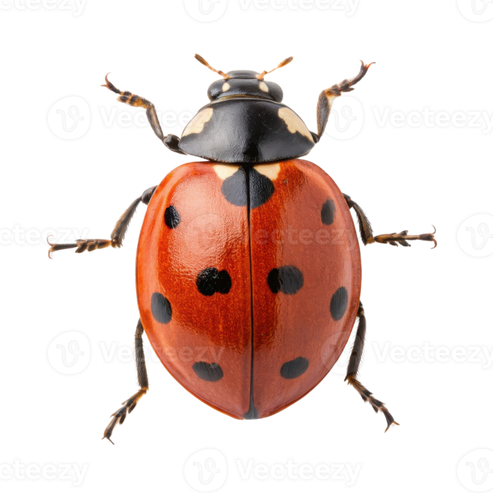 close up view of ladybug showcasing its vibrant red shell with black spots, highlighting its intricate details and natural beauty png