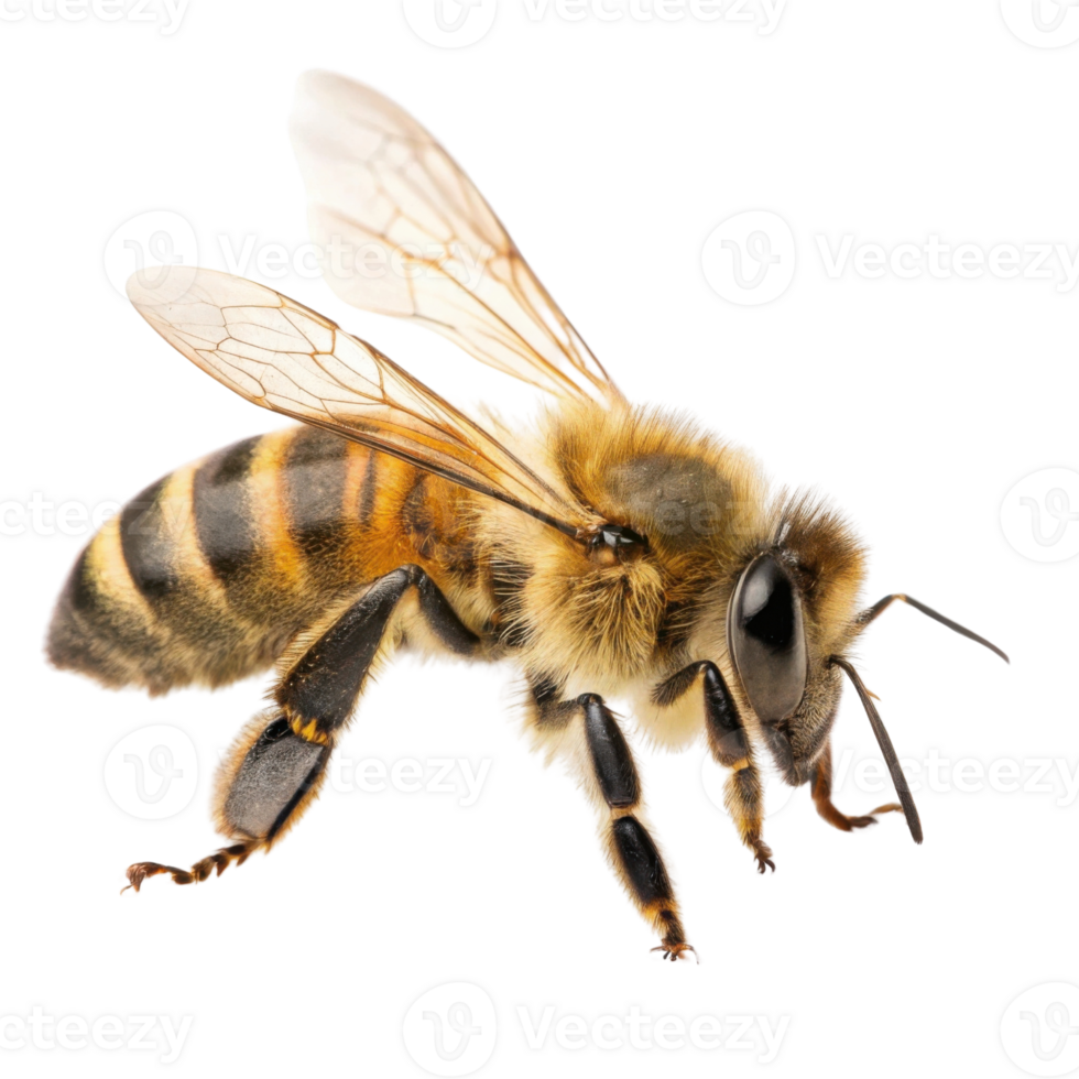 close up of bee showcasing its detailed features, including wings and body patterns, highlighting its importance in nature png