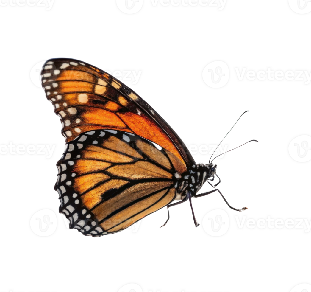 vibrant butterfly with orange and black wings, showcasing intricate patterns and delicate features, symbolizes beauty and transformation png