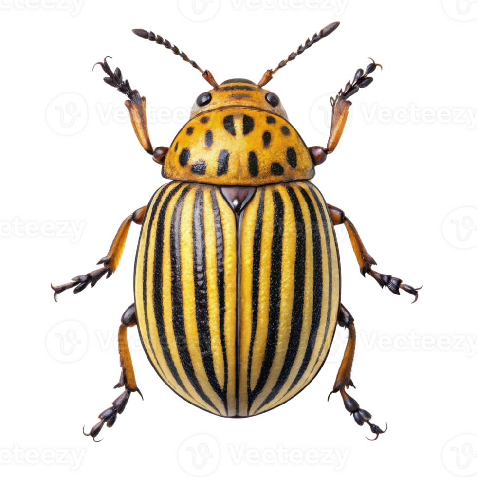 vibrant yellow and black striped beetle showcases intricate patterns and details, making it fascinating subject for nature enthusiasts png