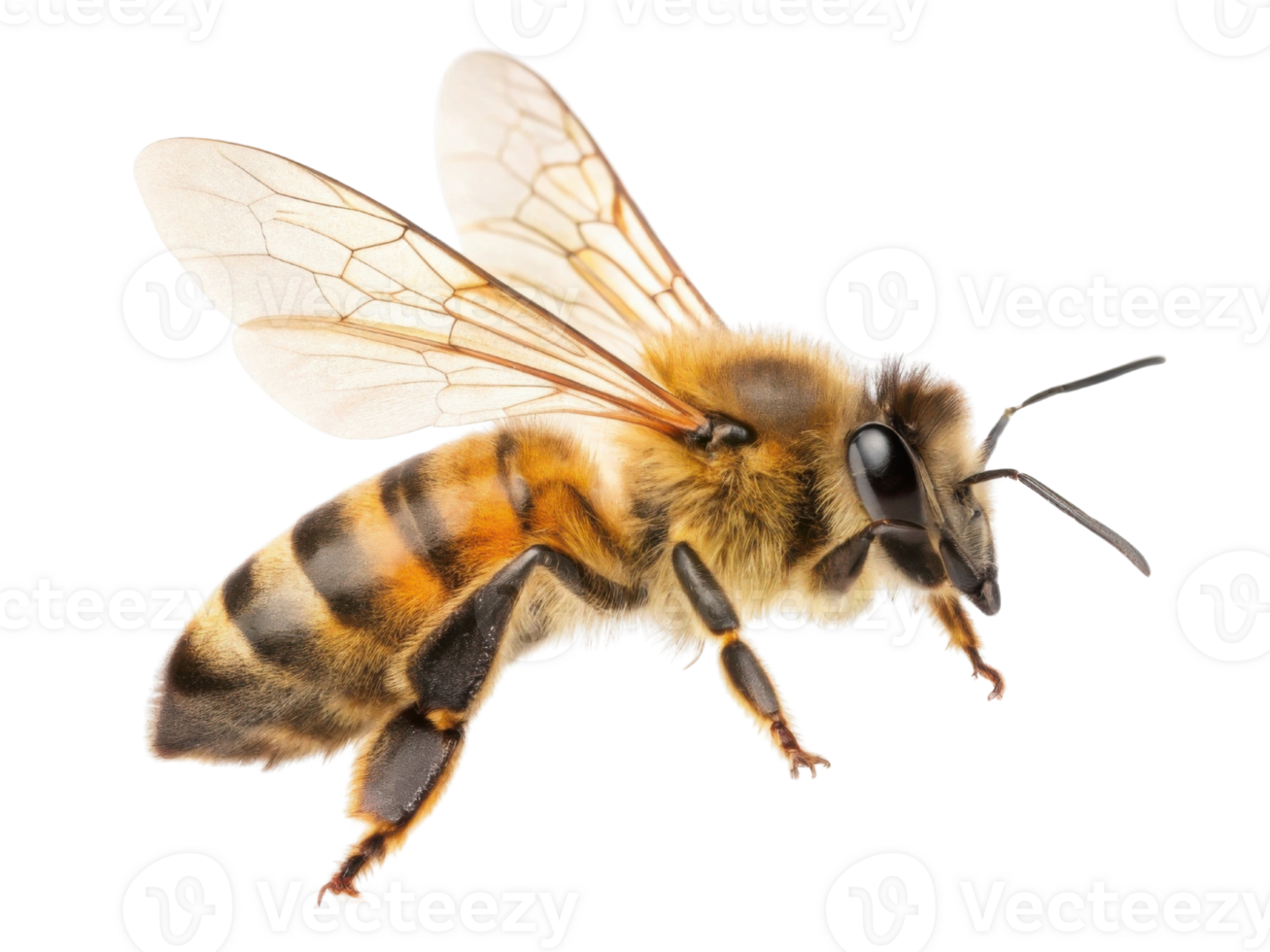 detailed close up of honey bee showcasing its delicate wings and fuzzy body, symbolizing nature beauty and pollination png