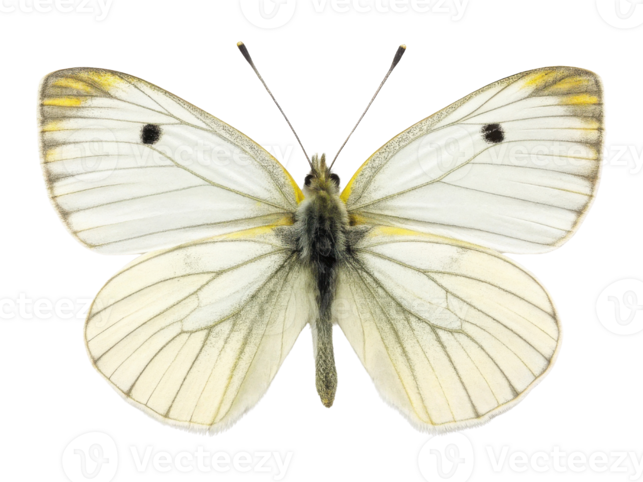 beautiful white butterfly with delicate wings, showcasing intricate patterns and subtle yellow hue. Its graceful form evokes sense of tranquility png