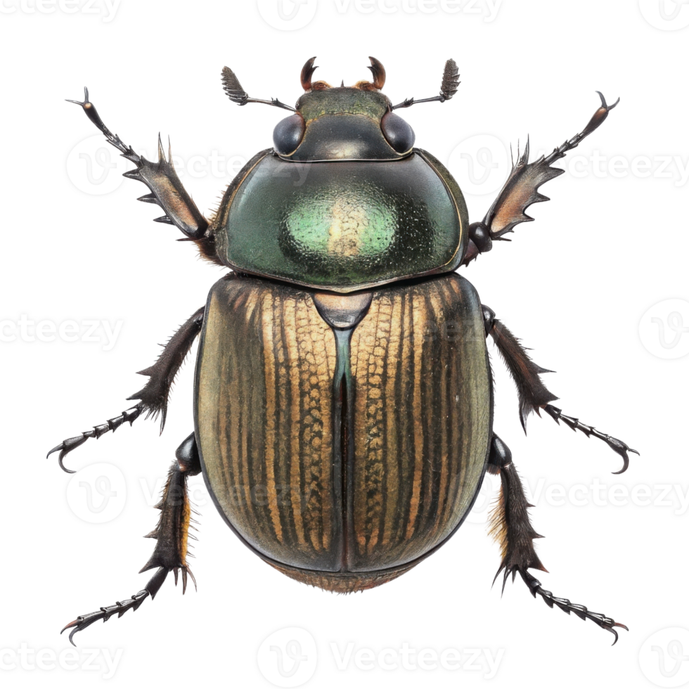 detailed close up of vibrant beetle showcasing its intricate patterns and colors, highlighting beauty of nature design png
