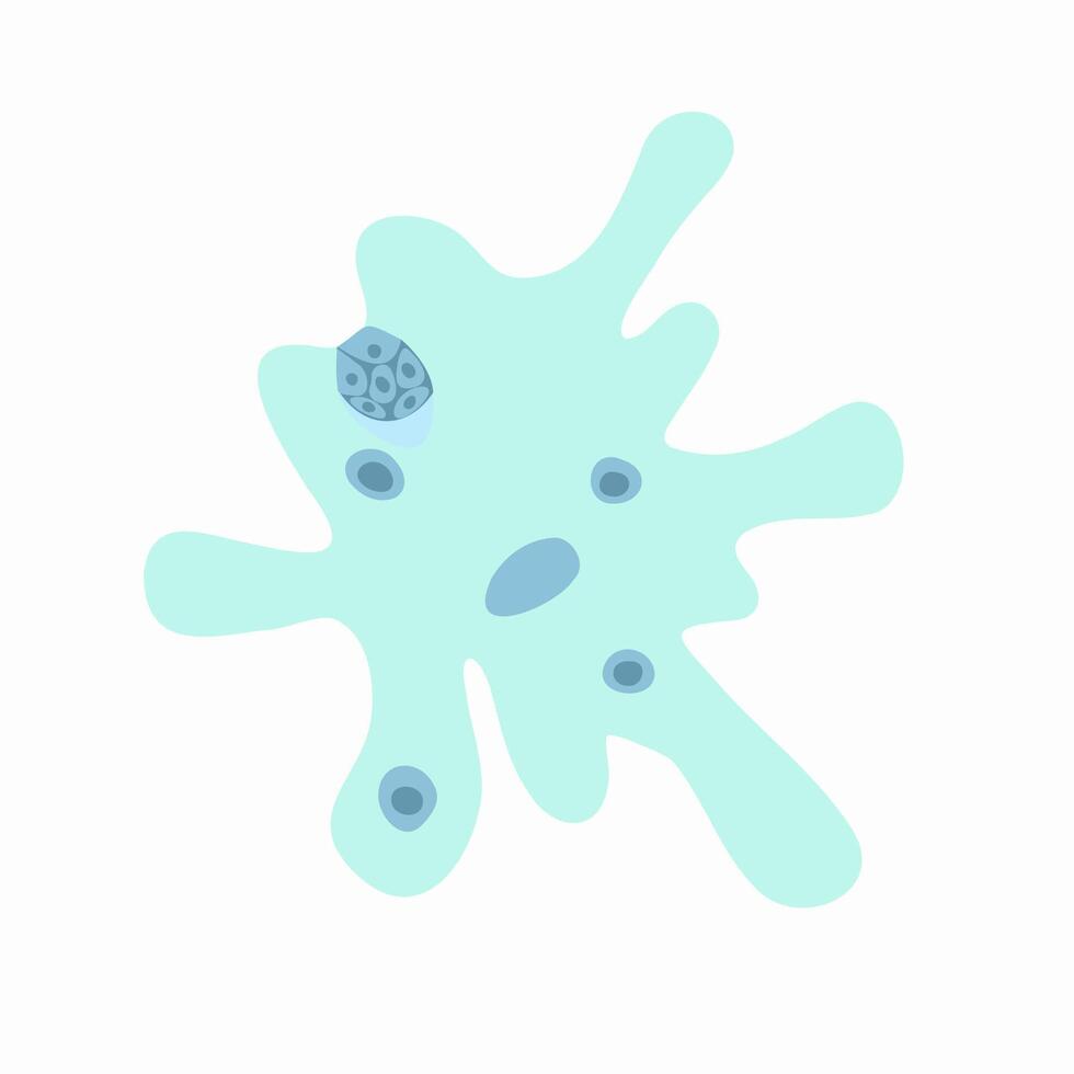 Illustration of amoeba proteus on a white background. Studying the structure of an amoeba. vector