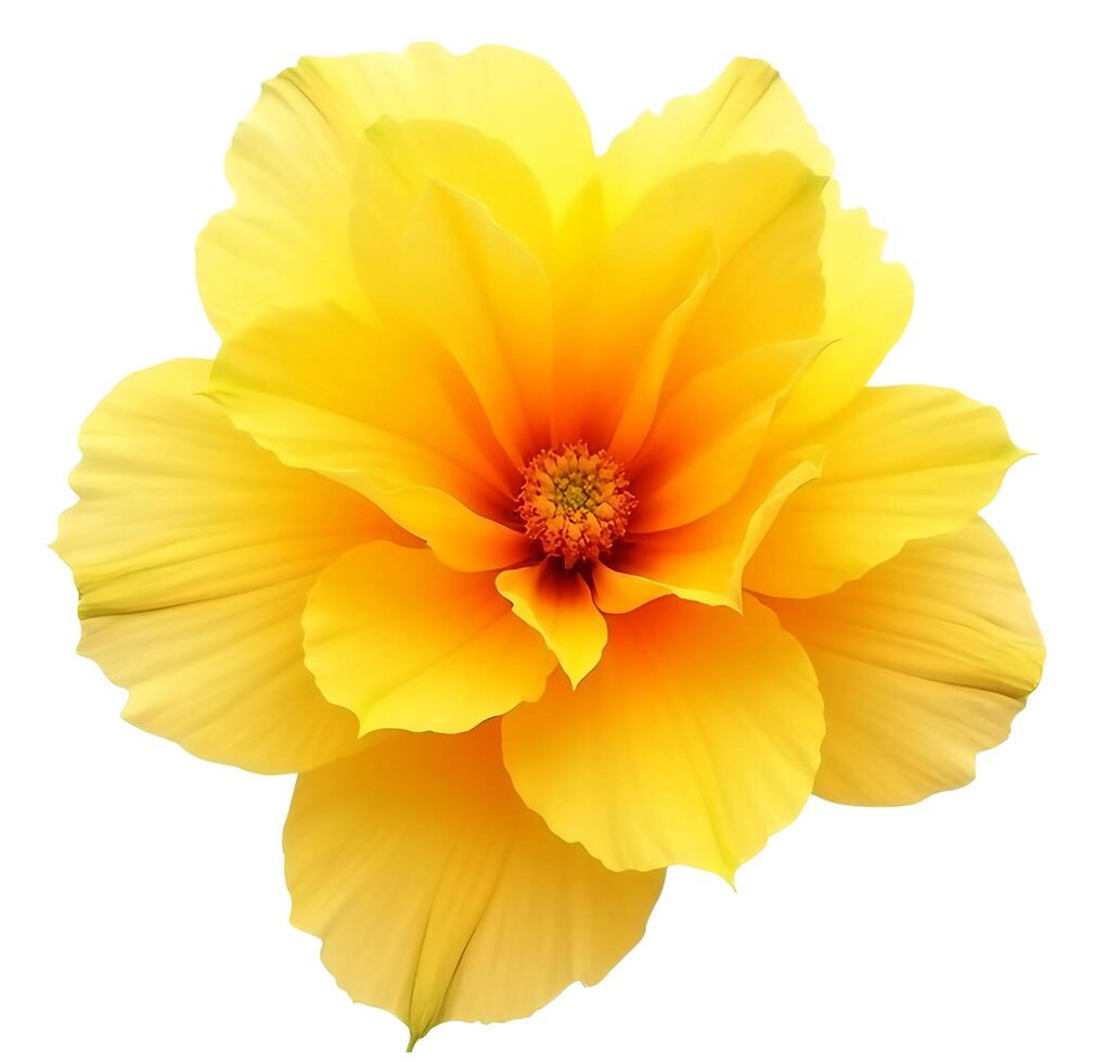 Yellow flower isolated on transparent background photo