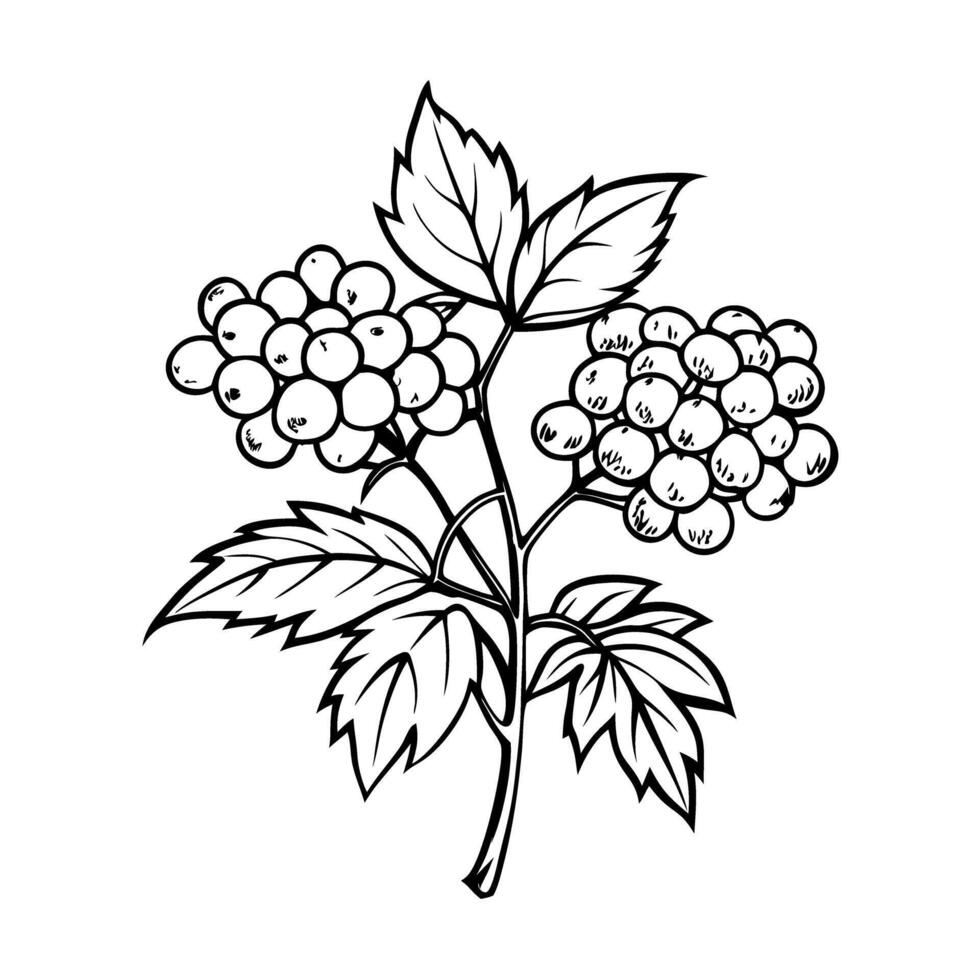 Black and white botanical drawing of berry plant with detailed leaves and clusters vector