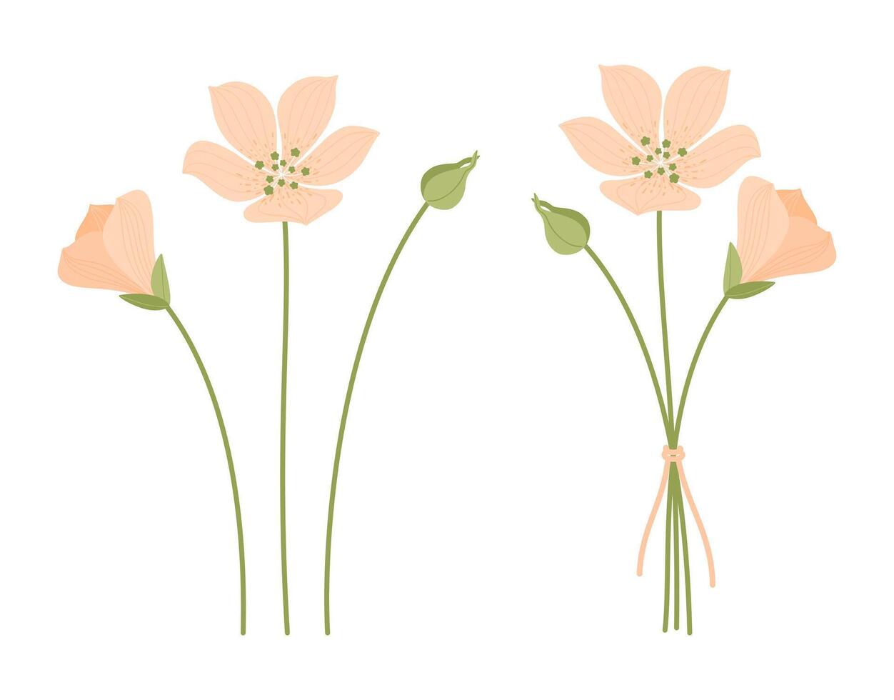 Set of summer orange delicate flowers, bouquet silhouette, green stems, and white background. Bunches of wildflowers, for design projects vector