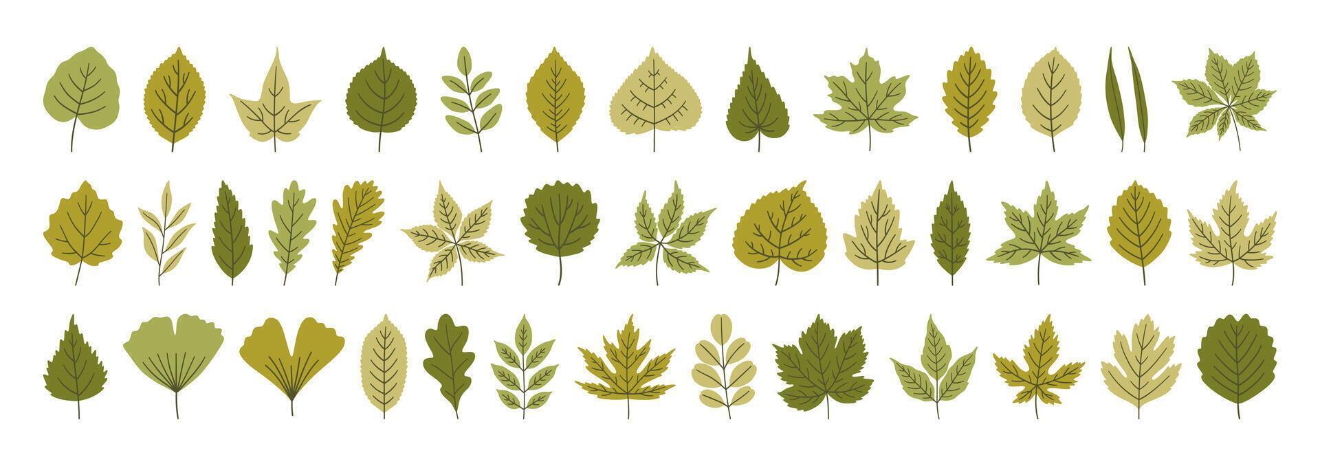 Set of various cute spring leaves in green colors. Summer background, foliage of maple, birch, oak, poplar, acacia, ginkgo, and others, isolated on white. Silhouette texture icons vector
