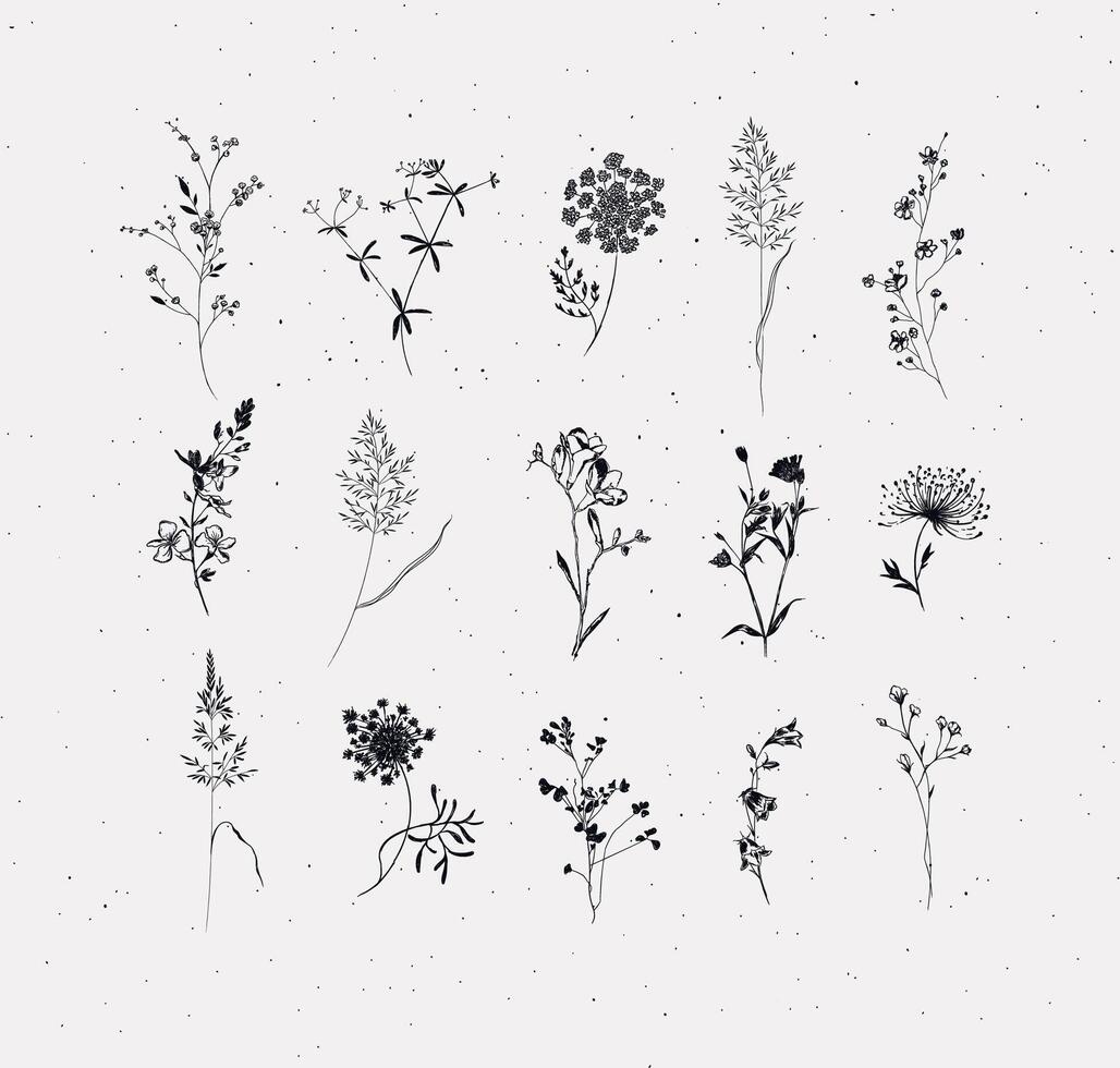 Flowers herbs ears of grass growing in the garden and meadow drawing with black on light background vector
