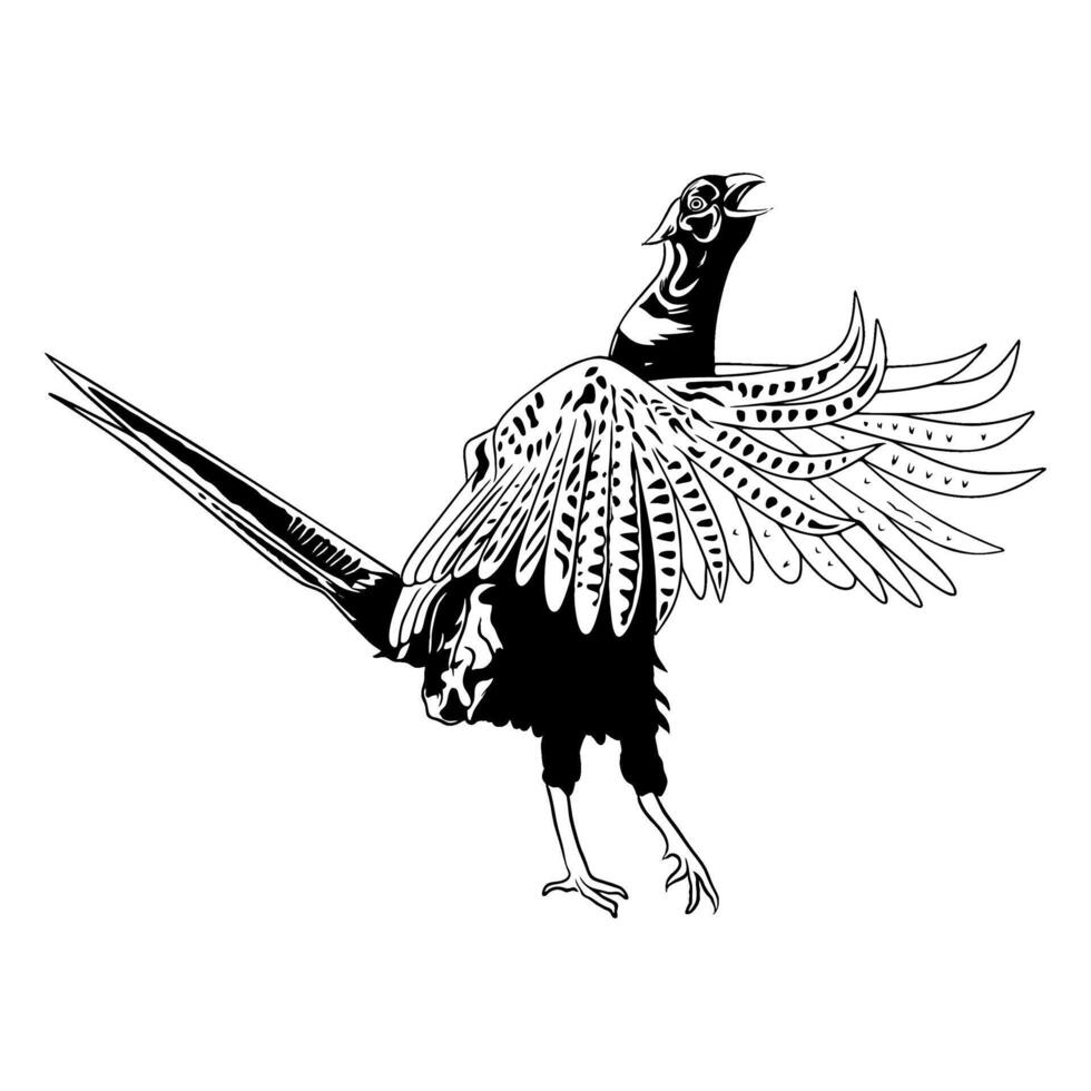 pheasant flapping its wings seen from the side black and white hunting illustration logo image t shirt vector