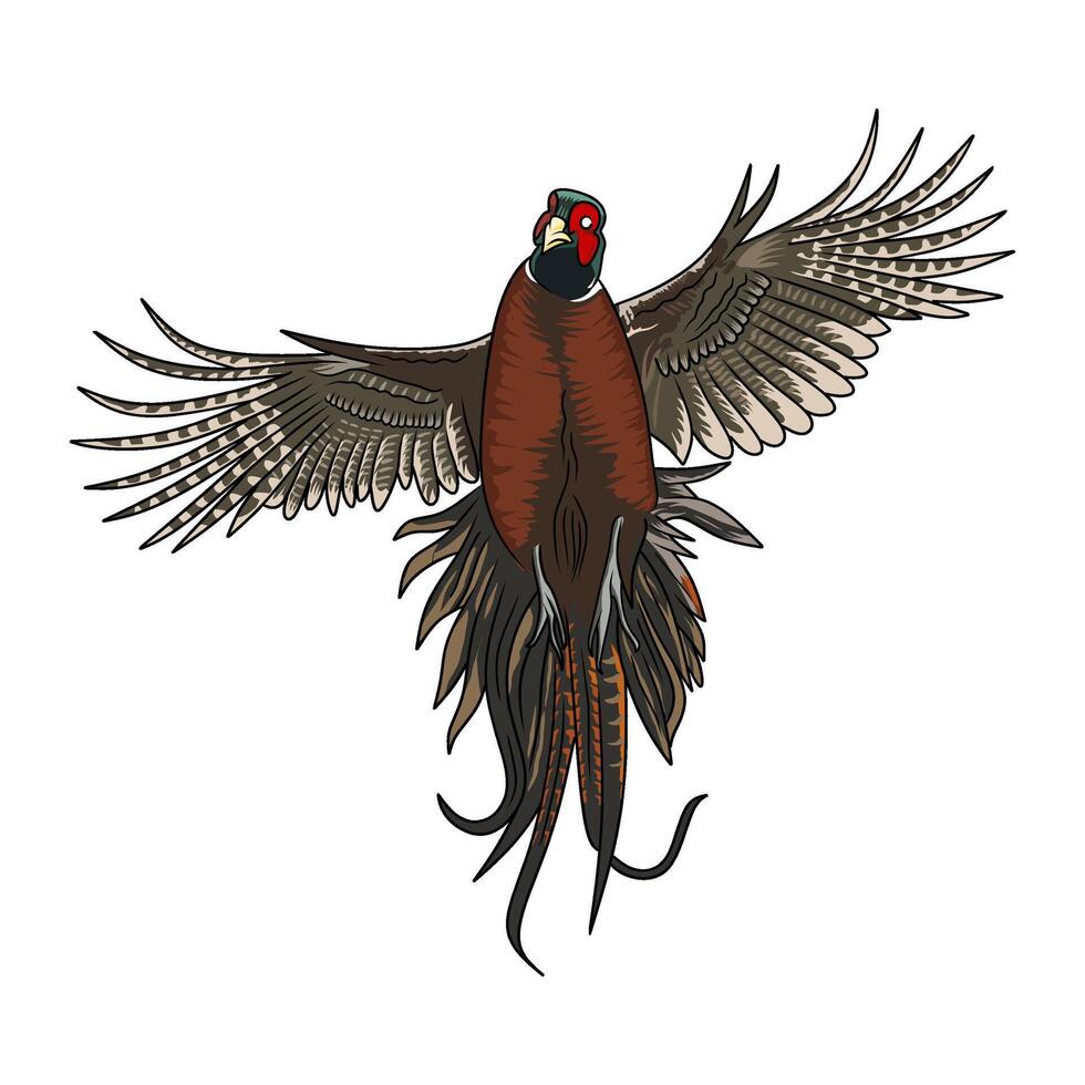 flying pheasant seen from the front hunting illustration logo image t shirt vector