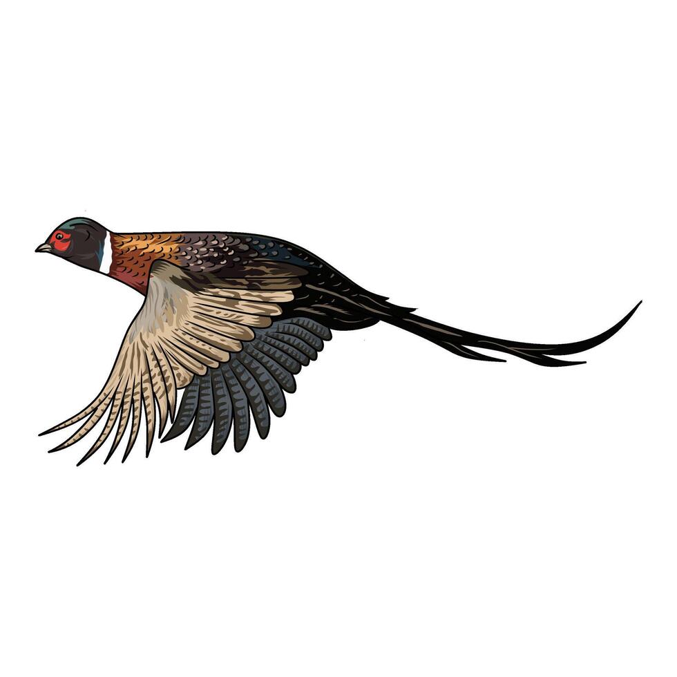 pheasant flying straight with wings down hunting illustration logo image t shirt vector