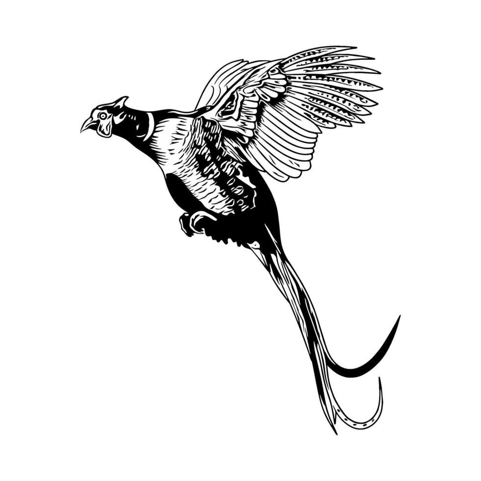 pheasant take off flying black white hunting illustration logo image t shirt vector