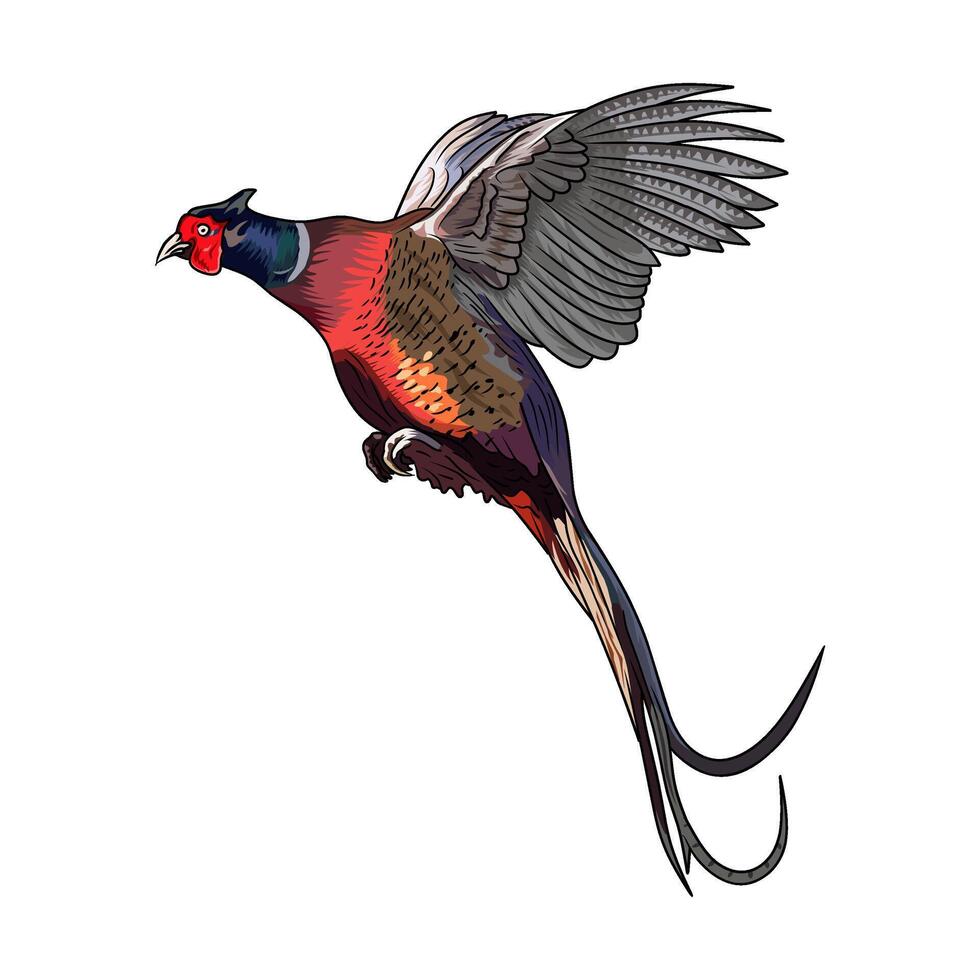 pheasant taking off flying hunting illustration logo image t shirt vector
