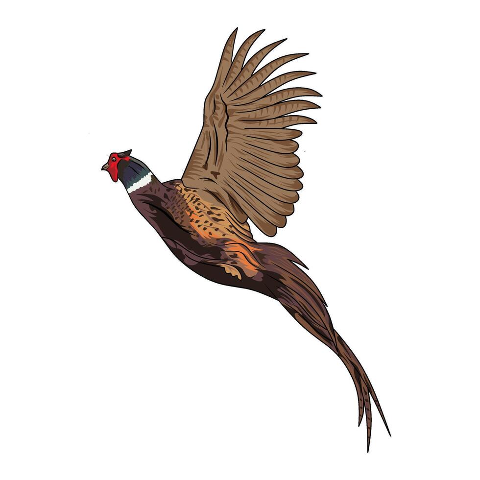 pheasant flying up hunting illustration logo image t shirt vector
