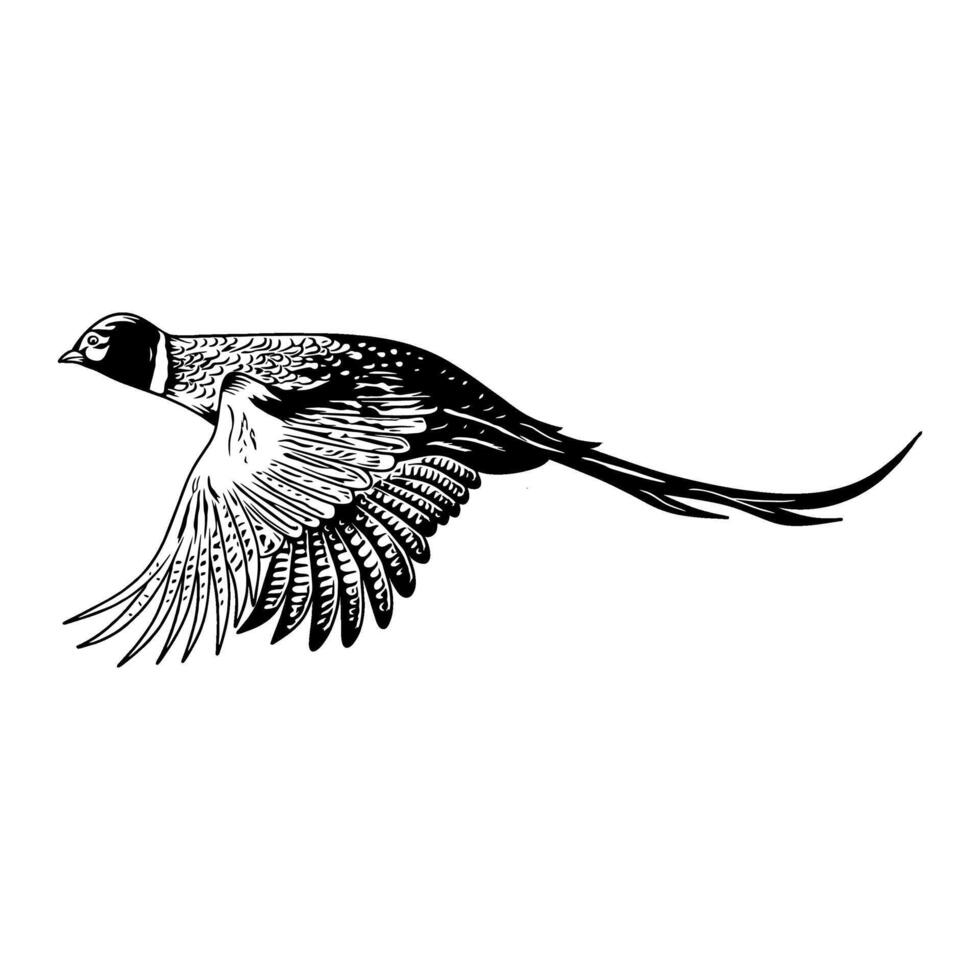 pheasant flying with wings flapping down black and white hunting illustration logo image t shirt vector