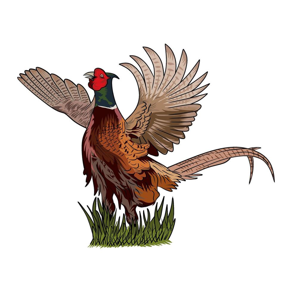 pheasant flapping its wings hunting illustration logo image t shirt vector