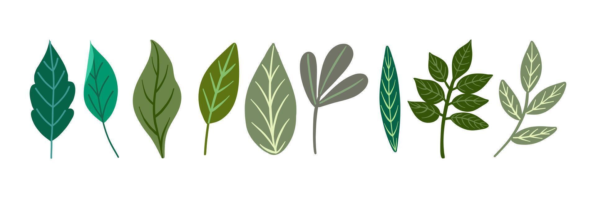 Collection of diverse leaf shapes vector