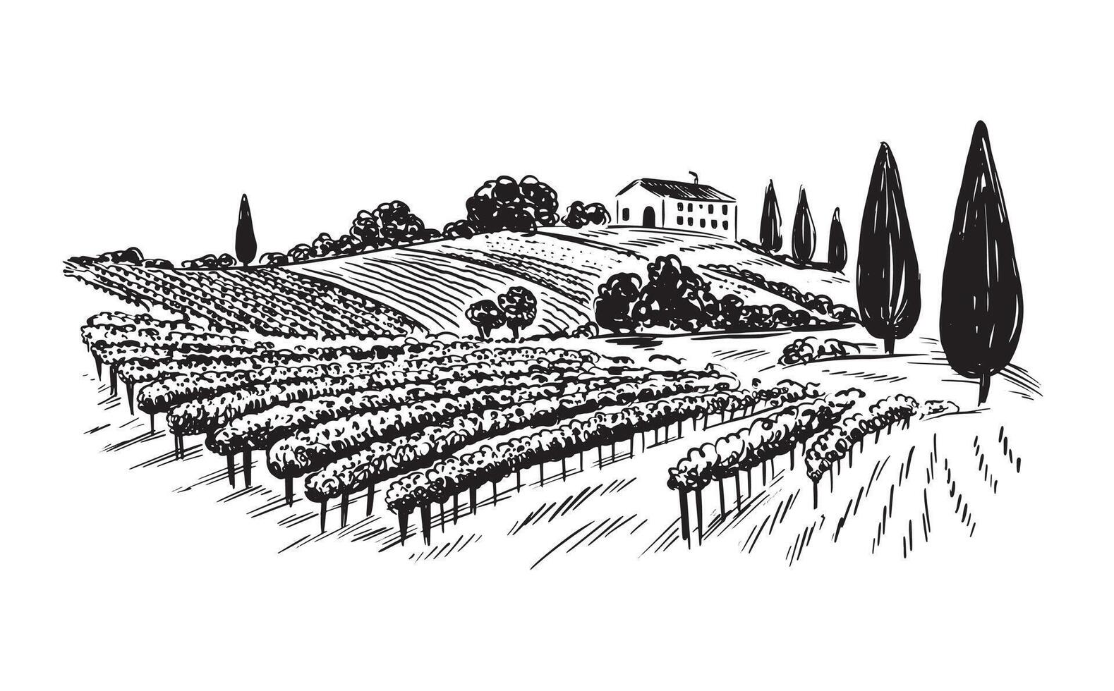 Vineyard landscape on white, hand drawn vector