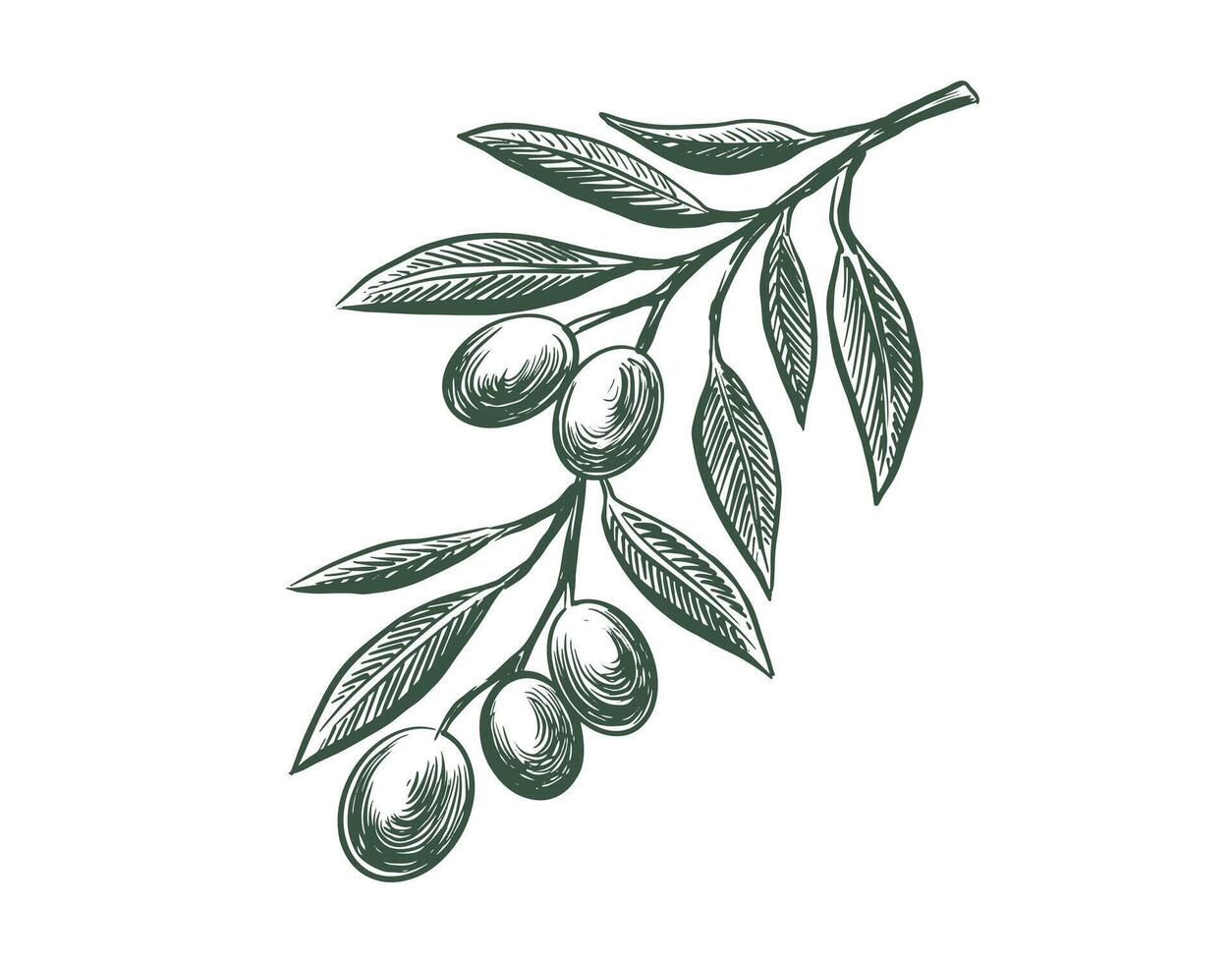 Olive branch sketch with olives and leaves vector