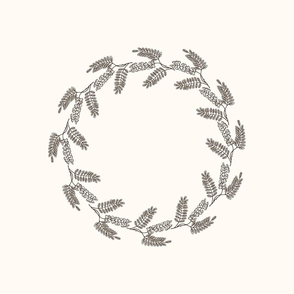 Frame with Acacia branch bloom flowers for text. Hand drawn botanical border with spring plants. Design template on isolated white background with Robinia pseudoacacia for card, flyer vector