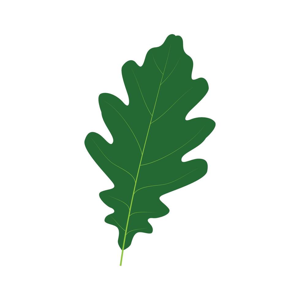 Oak leaf design template. Oak leaf with acorns graphic . vector