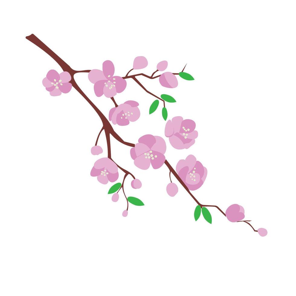 Cherry blossom sakura branch with pink flowers in spring season vector