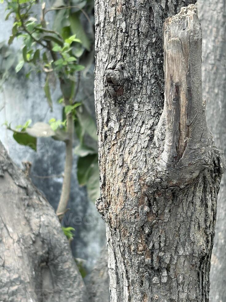 Close Up of a Tree Trunk with Textured Bark and Broken Branch, Natural Woodland Aesthetic photo