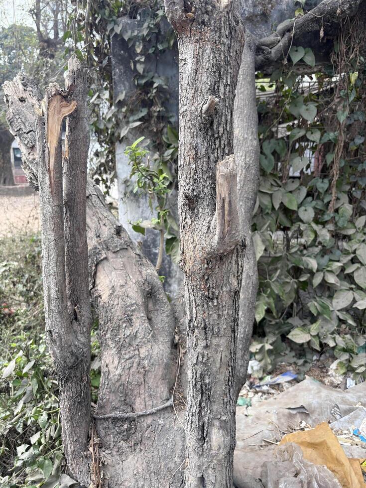 Close Up of a Tree Trunk with Textured Bark and Broken Branch Natural Woodland Aesthetic photo